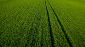 en volant plus de des champs et prairies, vert collines sur le Contexte video