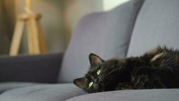 Lovely black fluffy cat with green eyes lies on the couch and watches the object behind the scenes video