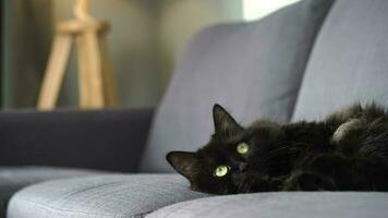 adorável Preto fofo gato com verde olhos mentiras em a sofá e relógios a objeto atrás a cenas video