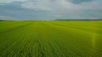 volante al di sopra di i campi e prati, verde colline su il sfondo video