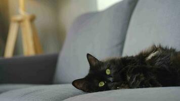 Lovely black fluffy cat with green eyes lies on the couch and watches the object behind the scenes video