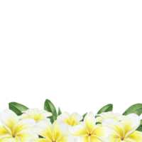 Yellow plumeria flowers. Tropical exotic flowers. Watercolor border. For cards, fabric, wallpaper, scrapbooking, packaging paper png