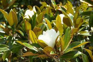 White magnolia flower among the green leaves. photo