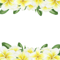 Yellow plumeria flowers. Tropical exotic flowers. Watercolor square frame. For greeting cards, postcard, scrapbooking, packaging design png