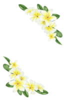 Yellow plumeria flowers. Tropical exotic flowers. Watercolor frame. For greeting cards, postcard, scrapbooking, packaging design png