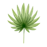 Green palm leaf of round shape. Watercolor illustration, hand-drawn. Tropical leaves. Chamaerops humilis. A leaf of a fan palm. Isolated png