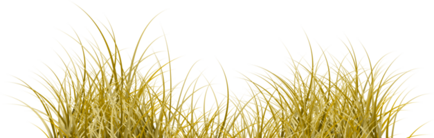 dry grass. dead grass transparent background png