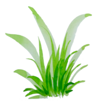 herbe verte aquarelle png