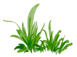 waterverf groen gras png