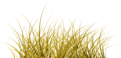 trocken Gras. tot Gras transparent Hintergrund png