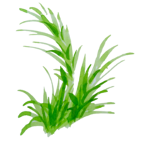 herbe verte aquarelle png