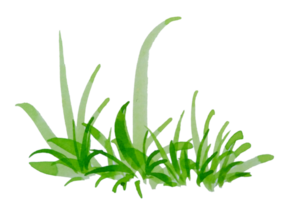 hierba verde acuarela png