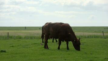 Brown cows grazing on green meadow on a sunny day. video