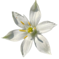 ornithogalum umbellatum gras lelie png