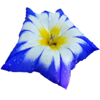 blauw bloem met wit geel centrum png