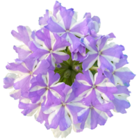 soberba tempestade verbena png