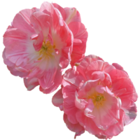 Double Early Tulips pink png