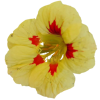 gul krasse blomma png