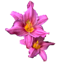 The Lilies of the Field png