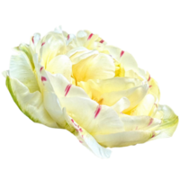 tulipán hielo crema png