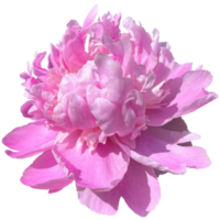 geurig pioen Paeonia lactiflora png