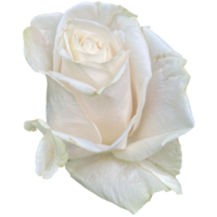 blanc Rose de york png