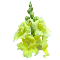 primula verde renda png