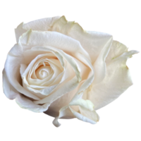 Weiß Rose von York png