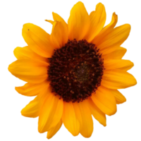 Common sunflower Plant png