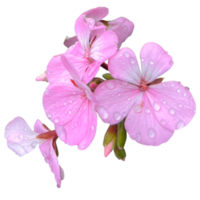 murgröna geranium växt png