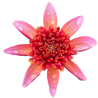 dahlia totaal mandarijn met ochtend- dauw png