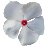 Madagascar Periwinkle Plant png