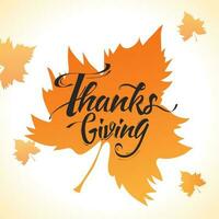 Calligraphy of Thanksgiving on maple leaves background can be used as greeting card design. vector