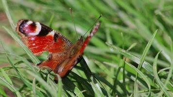 pavão borboleta com estragado asas aquecimento acima dentro Sol dentro uma Prado mostra filigrana asas dentro lindo cores e a fugacidade do europeu pavão olho borboleta asas dentro curto inseto vida com perigos video