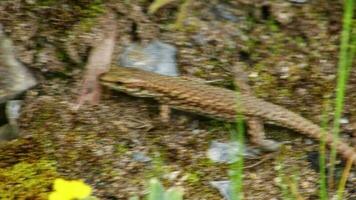 bruin hagedis opwarming omhoog in de woestijn zon en schuilplaats in Gevaar net zo verlegen reptiel verkoudheid bloedig carnivoor jacht- in woestijn milieu en kruipen is hematocryaal en poikilotherm in droog leefgebied gekko video