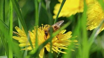 ocupado abeja en amarillo diente de león flor florecer en primavera recoge polen mientras polinizando y limpiar el polvo el flor florecer y miel producción en Colmena de un apicultor como beneficioso insecto enjambre video