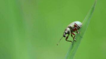 verde insetto polidruso formoso su verde erba nel primavera prato strisciando su e giù nel avvicinamento macro Visualizza con verde sfocato sfondo come dal naso largo tonchio scarafaggio naturale idilliaco giardino scenario video