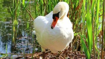 Graceful white swan returning to nest with eggs as white cygnus at lake shore in mating and breeding season hatching his eggs and sleeping on his eggs to keep them warm and grooming feathers close-up video