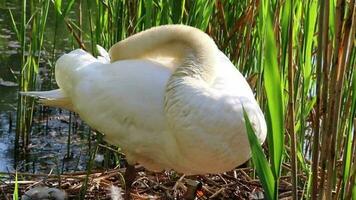 Graceful white swan returning to nest with eggs as white cygnus at lake shore in mating and breeding season hatching his eggs and sleeping on his eggs to keep them warm and grooming feathers close-up video