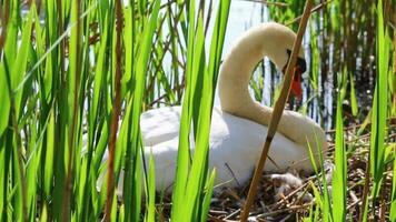 Graceful white swan breeding in nest with eggs as white cygnus at lake shore in mating and breeding season hatching his eggs and sleeping on his eggs to keep them warm and get little swans in close-up video