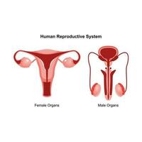 Male and female reproductive system. Anterior view of human reproductive system. Anatomical vector illustration in flat style over white background.