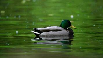 Video of Mallard on pond