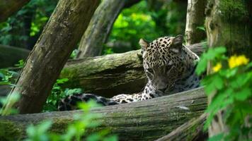 leopardo persa no zoológico video