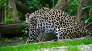 Persian leopard in zoo video