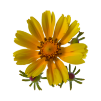 flor de margarita amarilla png