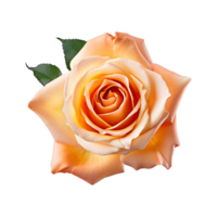 Rosa Rose Blumen ai generiert png