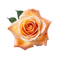 roze roos bloemen ai gegenereerd png