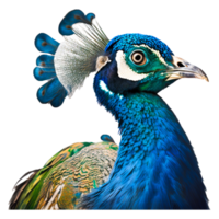 Asiatic peafowl graphy png