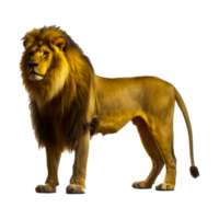 East African lion png