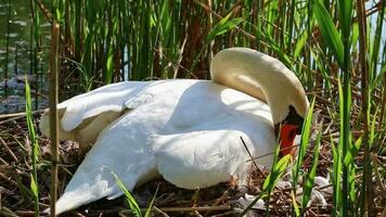 Graceful white swan breeding in nest with eggs as white cygnus at lake shore in mating and breeding season hatching his eggs and sleeping on his eggs to keep them warm and get little swans in close-up video